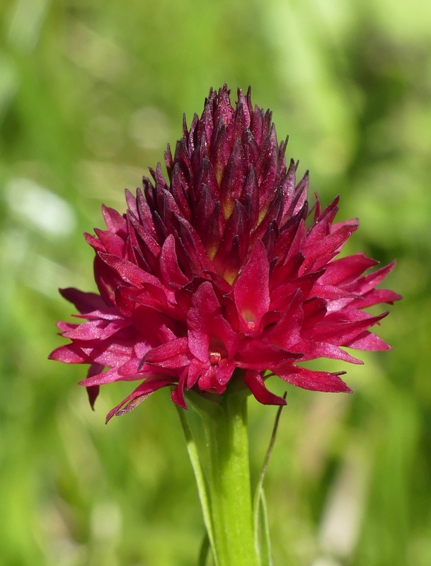 Nigritella cenisia e Nigritella rhellicani  Savoia francese   luglio 2023.